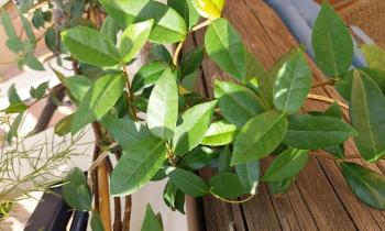 Puzzle 9678 - Plante grimpante