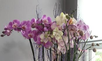 Puzzle 13005 - Orchidées