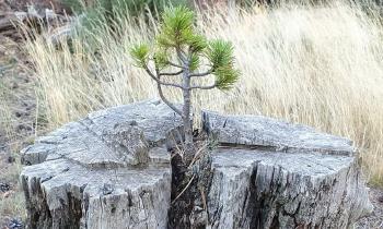 Puzzle 10452 - L'arbre de la vie