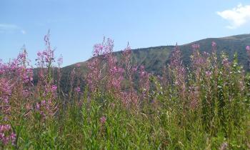 Puzzle 10489 - la montagne fleurie
