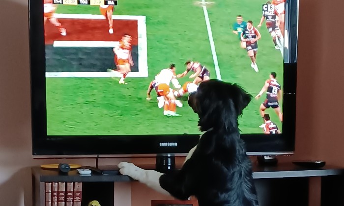 Puzzle coupe du monde de rugby