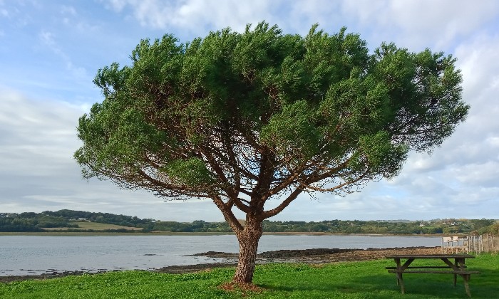 Puzzle Arbre solitaire