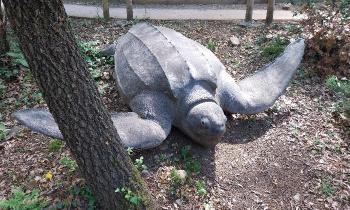 Puzzle 8836 - Tortue
