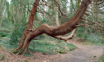 Puzzle 10030 - Arbre tordu