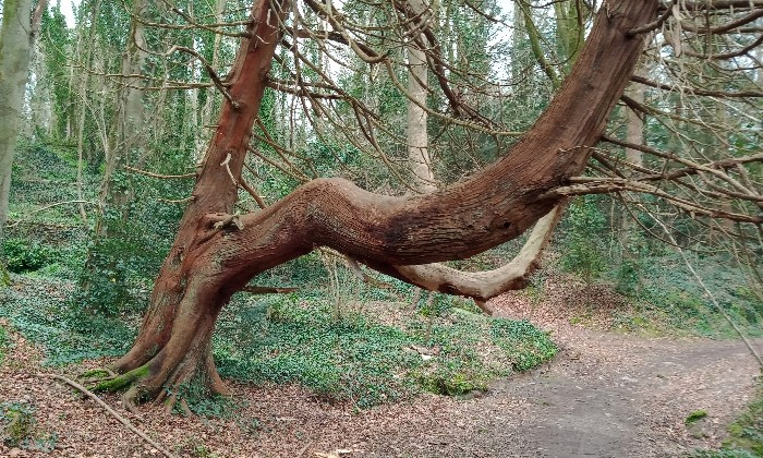 Puzzle Arbre tordu
