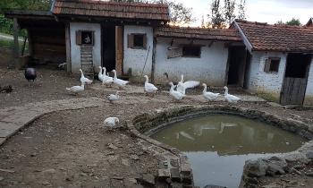 Puzzle 10191 - Ferme en Croatie