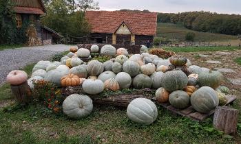 Puzzle 10207 - Coloquintes