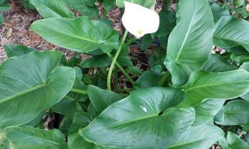 Puzzle 13602 - Arum