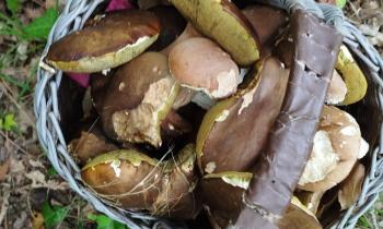 Puzzle 9074 - Champignons du Périgord
