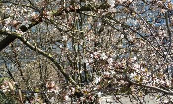 Puzzle 12369 - arbres en FLEURS