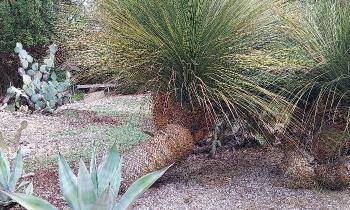 Puzzle 8759 - Cactus