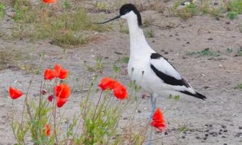 Puzzle 8897 - Une avocette