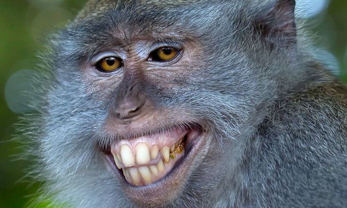 Puzzle Le plus beau sourire