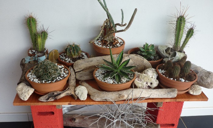 Puzzle Cactus