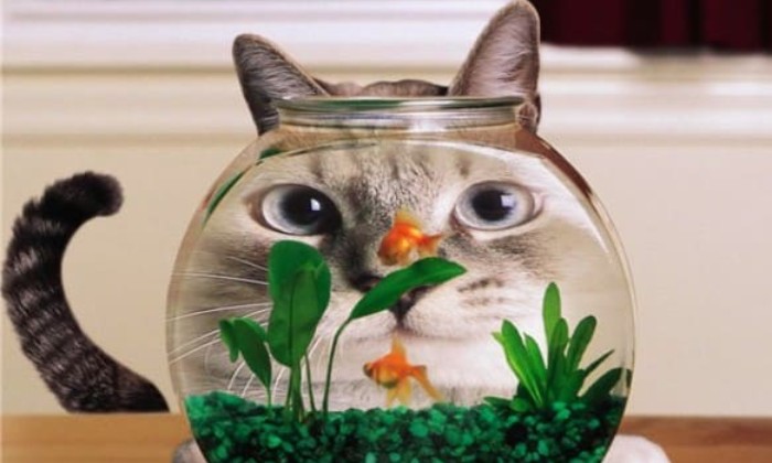 Puzzle Mon garde-manger