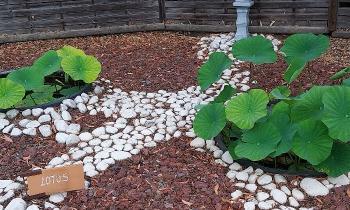 Puzzle 9562 - Lotus