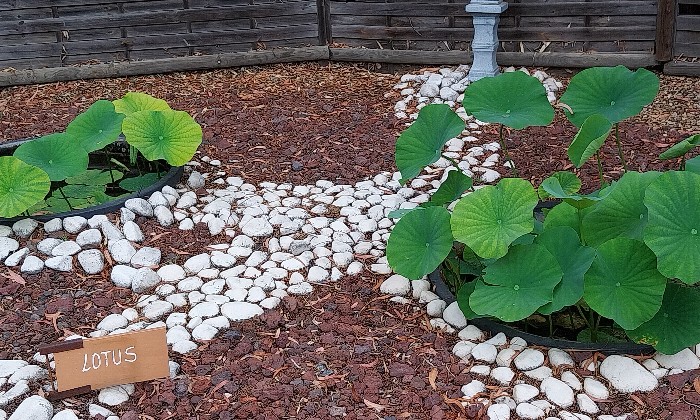 Puzzle Lotus