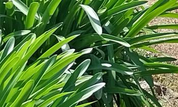 Puzzle 9165 - Plante verte