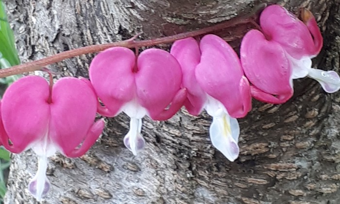 Puzzle Fleur coeurs de Marie