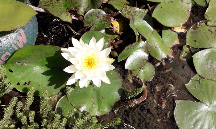 Puzzle Nénuphar