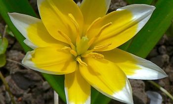 Puzzle 9819 - Tulipe d'Asie