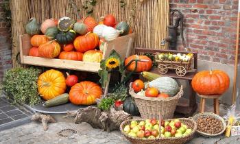 Puzzle 8606 - Citrouilles et autres
