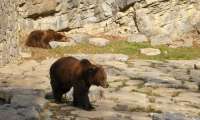 Puzzle Les ours aux grottes de Han