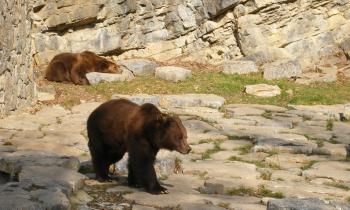 Puzzle 10734 - Les ours aux grottes de Han