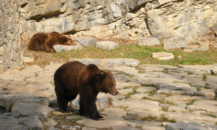 Puzzle Les ours aux grottes de Han