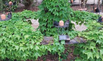 Puzzle 8638 - Plante
