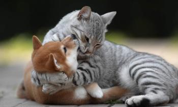 Puzzle 10948 - Que de tendresse