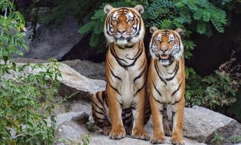 Puzzle 8822 - 2 tigres