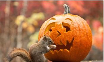 Puzzle 8616 - Repas de roi pour Halloween