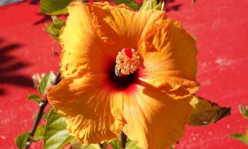 Puzzle 11312 - Hibiscus jaune
