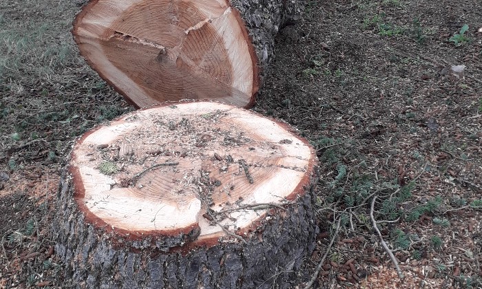 Puzzle Souche de cèdre