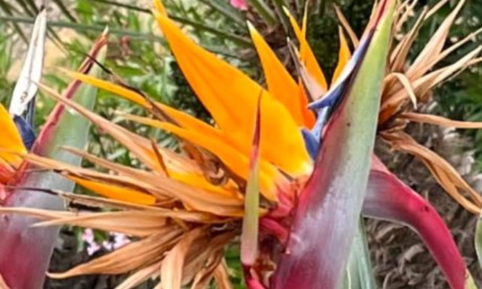 Puzzle Oiseau du paradis - Paysages & Fleurs - Absolu Puzzle