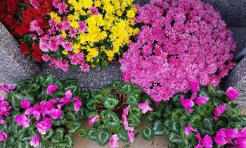 Puzzle 9579 - Fleurs