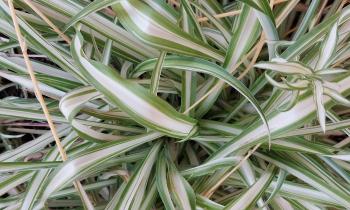 Puzzle 9528 - Plante