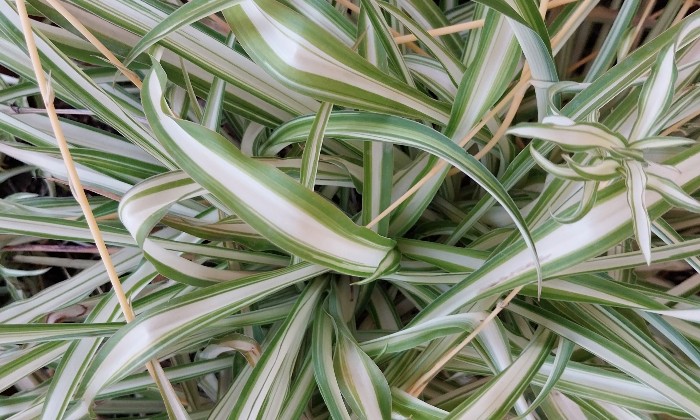 Puzzle Plante