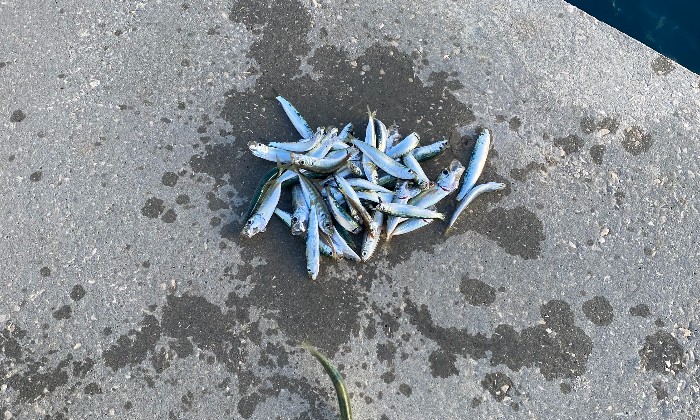 Puzzle Sardines