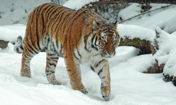 Puzzle 10084 - Tigre dans la neige