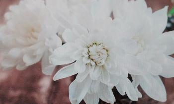 Puzzle 9544 - Fleur