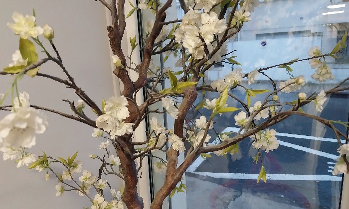 Puzzle Amandier en fleurs