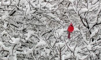 Puzzle 11138 - Magnifique cardinal rouge
