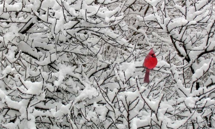 Puzzle Magnifique cardinal rouge