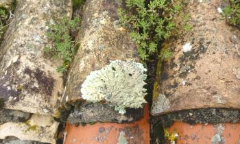 Puzzle 12715 - lichen et sedum
