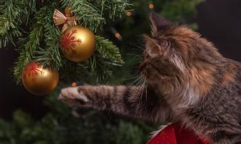Puzzle 8845 - Le chat et le sapin