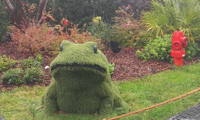 Puzzle jolie grenouille végétale