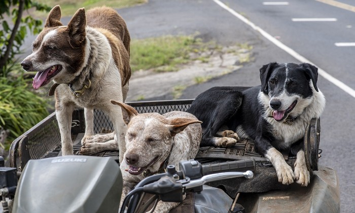 Puzzle Trois chiens