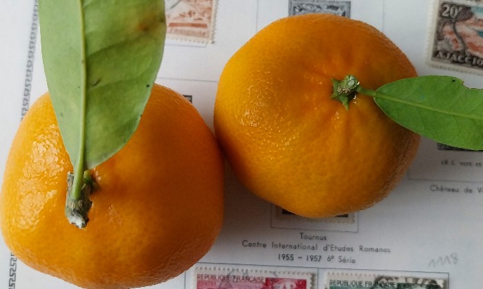 Puzzle Mandarines